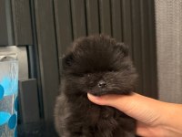Siyah nadir renk pomeranian