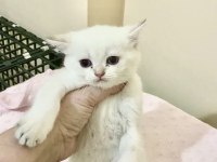 Bembeyaz Mavi Gözlü British Shorthair Kız