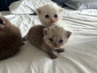 20 günlük scottish ve british yavrularımız