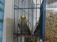 1 Aylık Yeme Alışmış Sultan Papağanları