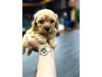 Teacup Mikro Boy Maltipoo Bebekler