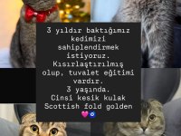 Kesik kulak scottish fold golden