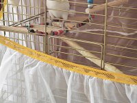 Acil Satılık Albino Cennet Papağanı