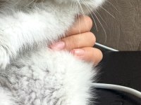 British Blue Point Erkek 1.5 Aylık Kedimiz