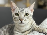 Gümüş Bengal Erkek 10 Aylık Sağlıklı Ve Uysal