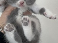 Sevgi Dolu British Shorthair Yavrularımız