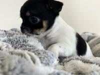 Elma Kafa Küt Burun Chihuahua Bebekler