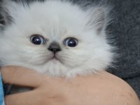 2 aylık erkek british longhair