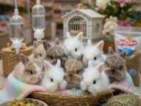 Çok Tatlı Yavru Aslanbaş Türü Tavşanlar Renk Renk