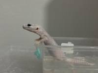 Çok Uyguna Döllenmiş Leopard Gecko Nadir Morf (Het)