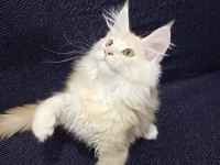 Anne baba şecereli safkan yavru maine coon