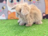 Hollanda Teddy Lop Tavşanlar