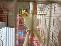 Lutino Sultan Papağanı