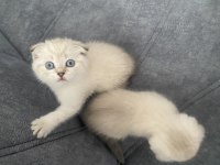 41 günlük beyaz scottish fold yavru