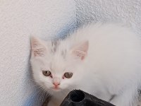 Yavrularımız Yeni Yuvalarına Gitmeyi Bekliyorlar