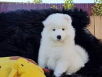 Samoyed Köpeği Yavruları