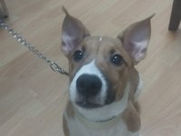 5 Aylık Sorunları Bitmiş, Aşılı, Tuvalet Eğitimli Jack Russell