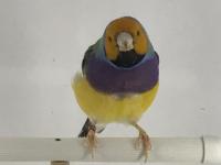 Golden finch parrot kesik boyun üreticisi