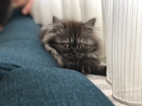 3 Aylık Dişi Yavru Kedimiz