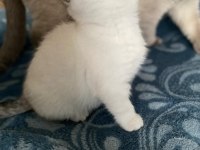Dünya Güzeli British Shorthair Kediler