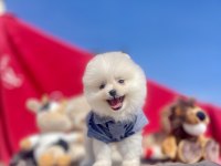 Ayı surat pomeranian boo köpek yavruları
