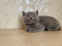 A Kalite British Shorthair Bebekler