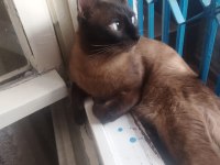 Yetişkin siyam kedisi