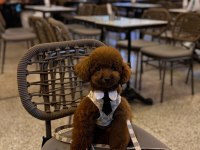 Orjinal toy poodle