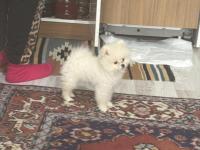 Uslu Zeki Oyuncu Ayıcık Surat Pomeranian Boo