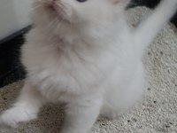 Maviş British Longhair Kleopayram