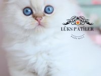 İpeksi Tüylü Silver British Longhair