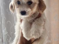 52 Günlük Köpeklerimiz