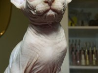 Sfenks Bebişler Sahiplerini Arıyor