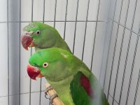 Erkek Ve Dişi Alexander Papağanı (İskender Papağanı)