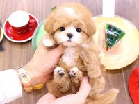 Maltipoo Bebek Köpeklerim