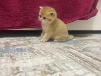 Saf Kan 2 Erkek Kardeş Golden British Kedimiz