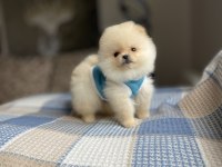 Ayı Surat Pomeranian Boo Yavrular