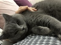 British Shorthair Kedimi Mecburiyetten Sahiplendiriyorum