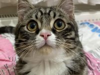 Sevecen, Oyuncu Ve Cana Yakın Kedimiz