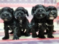 Yavru Minyatür Schnauzer