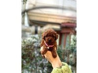 Orijinal toy poodle bebeklerim