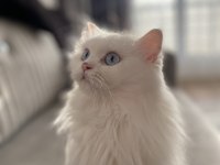 Güzel british longhair kızımıza yeni yuva arıyoruz