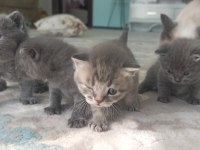 Masmavi Gözlü Minik Mucize Kediler