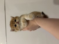 British Golden Ny12 British Shorthair Yavrular