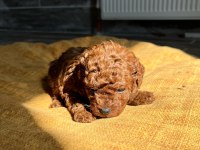Kore red-brown toy poodle yavrularımız