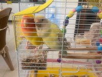 Sultan (Cennet) Papağanlarımıza Yuva Arıyoruz