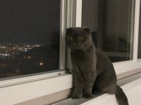 Kısırlaştırıp Sahiplendirilecek Scottish Fold