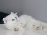 Full Şecereli Teslime Hazır Dişi British Longhair