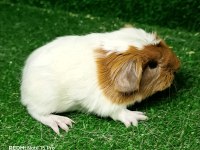 Safkan üst kalite guinea pigler