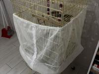 1.5 Yaşında Erkek Gül Kakadu